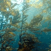 Product - GREEN OCEAN FARMING - United Kingdom