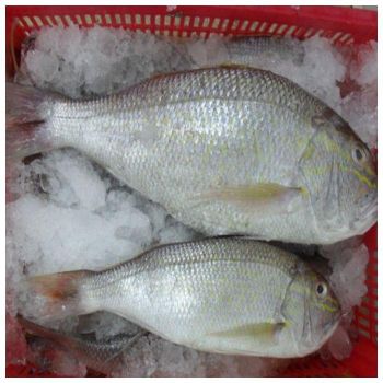 Best Quality Whole Frozen White Snapper Fish Low-Carb & Trans-Fat Free Vacuum Pack Available Bulk at Cheap Prices - TRADECENTRIC LLC - United States