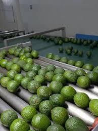 Fresh Avocado / Hass Avocado/Fuerte Avocado Fruit Grade AA Fat Content 26% Origin Thailand Texture Buttery Protein conte - Thai Agri Company - Thailand