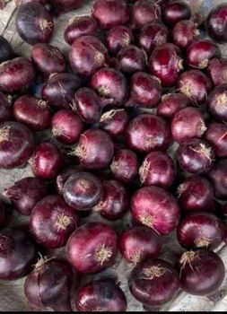 Egyptian red onion – product photo, Dry Red Onion products found from trusted suppliers, wholesalers, manufacturers & exporters Listing