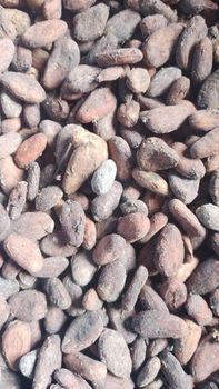 Cocoa Bean from Agropsol ENT INC Cocoa Bean – product photo, Cocoa Bean Shell products found from trusted suppliers, wholesalers, manufacturers & exporters Listing