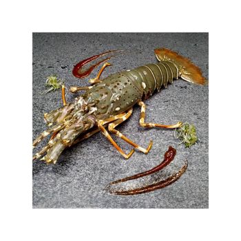 Premium fresh lobsters for sale perfect for seafood lovers and restaurants - BMU TRADING GMBH - Germany