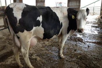 Cheap price pregnant Holstein cows ready for export with fast delivery and health guarantee - Mutlu Et Mustafa - France