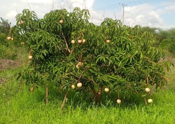 Apple Mangoes – product photo, Fresh Orange Fruit products found from trusted suppliers, wholesalers, manufacturers & exporters Listing