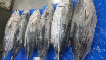 frozen yellowfin Tuna from amigoseafood co frozen yellowfin Tuna - amigoseafood co - India