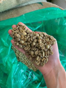 ARABICA COFFEE BEANS from DAEWKAEW PANTAMANG Co., Ltd ARABICA COFFEE BEANS - DAEWKAEW PANTAMANG Co., Ltd - Thailand