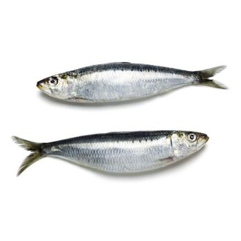 frozen sardine fish Type sardine fish Grade high quality Origin South Africa Quality Top Quality Packaging As Per Customer Requirement - W&E HOLDING BV - Netherlands