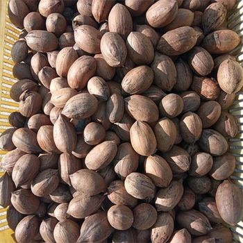 Top Grade Pecan Nuts Whole Raw Nuts for Snacking and Baking Affordable Bulk Wholesale Deals from A.C.P. AGRICULTURE COMPANY LIMITED Top Grade Pecan Nuts Whole Raw Nuts for Snacking and Baking Affordable Bulk Wholesale Deals - A.C.P. AGRICULTURE COMPANY LIMITED - Thailand