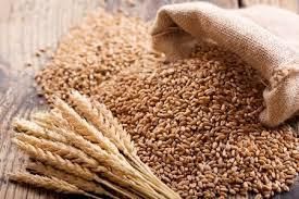 Premium Wheat Grain - Infinity Global Supply Chain Solutions (Pty) Ltd t/a IGL Group - South Africa