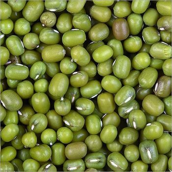 Green Mung Beans, High Quality Bulk, Cheap Wholesale Pricing from A.C.P. AGRICULTURE COMPANY LIMITED Green Mung Beans, High Quality Bulk, Cheap Wholesale Pricing - A.C.P. AGRICULTURE COMPANY LIMITED - Thailand