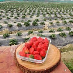 Da Lat Vietnamese Strawberries - Wonderland - Afghanistan