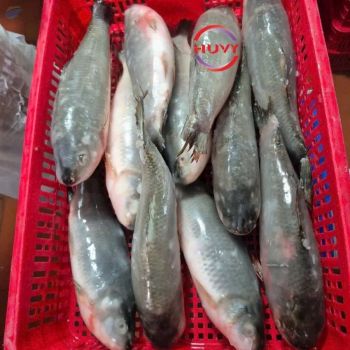 Iqf Frozen Grass Carp, 1 -  Huvy Export Import Co., Ltd.  - Vietnam