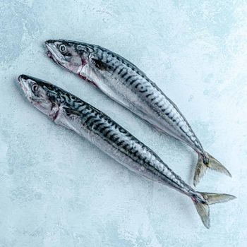 Frozen Mackerel Fish High Protein Seafood Choice With Uniform Sizing And Freshly Preserved Ocean Catch Quality - TOSOH INTERNATIONAL - South Africa