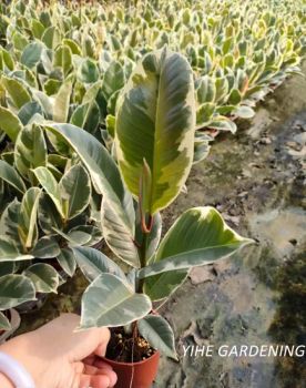 Live Plants Ficus Elastica Tineke Potted Plants Color Green Origin China Species Ficus Model NO. FI56003 HS Code - Guangzhou Yihe Gardening Co., Ltd. - China