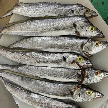 Wholesale Low Price High Quality Whole Dry Frozen Ribbon Fish HACCP & ISO Certified Bulk Pack 10kg - TRADECENTRIC LLC - United States