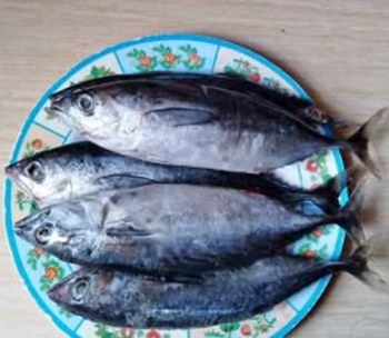BONITO TUNA - HIGH QUALITY Type Frozen - PT Savya Coco Provita - Indonesia