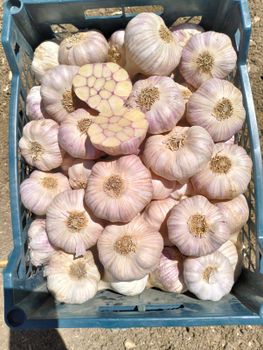 Premium Fresh Egyptian Violet Garlic Grade A Form Whole Organic No Origin EGYPT Max. Moisture (%) 10 % Shelf Life 6 - 9 Months - Organic For Import & Export And Commercial Agencies - Egypt