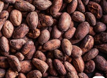 Premium Cocoa Beans Wholesale Bulk Supply Export Quality Grade A Raw Cocoa Beans for Global Buyers from THE GREEN INTERNATIONAL LIMITED Premium Cocoa Beans Wholesale Bulk Supply Export Quality Grade A Raw Cocoa Beans for Global Buyers - THE GREEN INTERNATIONAL LIMITED - Tanzania