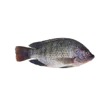 Hot selling frozen black/red tilapia fish for wholesale Shape Piece Packing Bulk Color Natural Type Frozen Food Brand Name - TANIS IMPORT & EXPORT COMPANY LIMITED - Vietnam