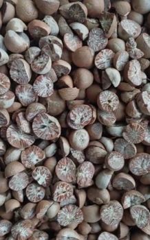 Split Betel Nut (Areca Nut) 90/95 Grade 90/95 Color Natural Brown Moisture Content 3-5 % Quality Standard Export Grade Packaging 50 Kg Pp Bags, 60 Kg Pp Bags - PT Vale Agrovia Nusantara - Indonesia