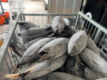 Frozen Skipjack Tuna Weight - PT. Syahdu Sejahtera Makmur - Indonesia