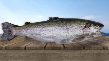 Rainbow Trout - GUMUSDOGA SU URUNLERI URETIM IHR VE ITH A.S - Global