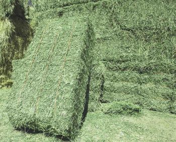 Wholesales Alfalfa Hay/Hay/Alfalfa Hay from METRO-SIAM GROUP Wholesales Alfalfa Hay/Hay/Alfalfa Hay - METRO-SIAM GROUP - Philippines