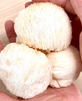 BEST FRESH LION'S MANE MUSHROOMS, Fresh Unique Appearance Lion's Mane Mushroom - Sosa Merchant Solutions - Austria