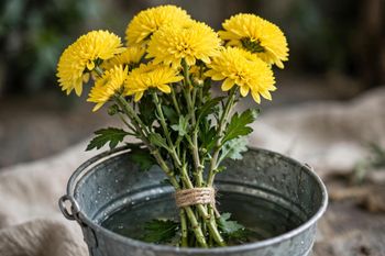 fresh chrysanthemus from FLORAHAUL LIMITED fresh chrysanthemus - FLORAHAUL LIMITED - Kenya