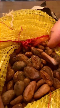 Forastero Cocoa Beans - Ikom, Nigeria Origin Nigeria Bean Type Forastero Degree of Processing Fermented - Bin Safwan General Trading - United Arab Emirates