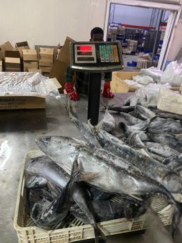 bonito sarda sarda Origin Mauritanie Species Bonito Sarda Size 1 Kg+ Carton 20 Kg Net Product Type Fishery - asmakfish - Mauritania