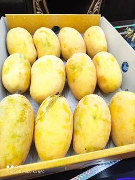 🥭👑 CHAUNSA MANGO – THE KING OF TASTE IS BACK! Organic Yes Fruit Type Mango Degree of Processing Frozen Degree Of Maturity Pre-Ripened - KENHAR ENTERPRISES - Pakistan