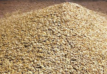 Barley Grain / Barley Malt Grain / Hulled Barley Grain at Competitive Price Wholesale Good Quality at Factory Price - VERTEX TRADING LIMITED - United Kingdom