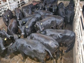 veaux d'abattage et d'engraissement Average Weight 600 Kg Fattening Weight 300 Kg Price Per Kilogram £3.90 Fob Breeds Hereford Brahman, Brangus - ever trust global - Brazil