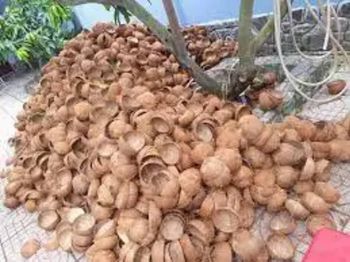 Coconut Shell - AL JABLI TRADING COMPANY LIMITED - Tanzania
