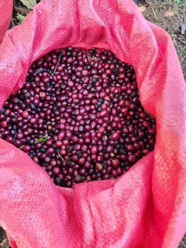 Robusta Honey (High quality) from HAYACA COFFEE Robusta Honey (High quality) - HAYACA COFFEE - Vietnam