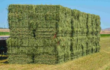 Alfalfa hay Canada - El Maach International BV - Belgium