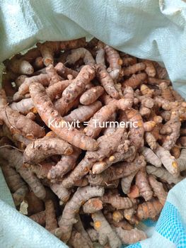 Fresh Turmeric from CV. Sekawan Cipta Dinar Fresh Turmeric - CV. Sekawan Cipta Dinar - Indonesia