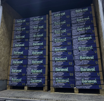 FRESH CAVENDISH UNRIPE BANANAS CAREFULLY SELECTED 13Kg FOR SUPERIOR EXPORT QUALITY from Sosa Merchant Solutions FRESH CAVENDISH UNRIPE BANANAS CAREFULLY SELECTED 13Kg FOR SUPERIOR EXPORT QUALITY - Sosa Merchant Solutions - Austria