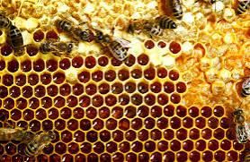 Bee Honey - TarMertech resilience  - Zimbabwe