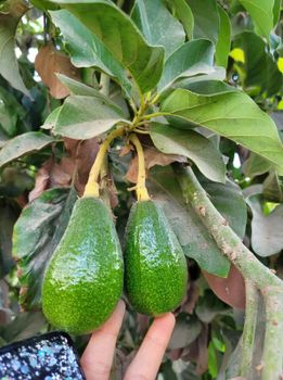 Avocado Fuerte - AVANCE FOR IMPORT AND EXPORT - Ukraine