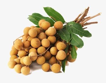 Fresh Longan fruit Vietnam with high quality and good price for you - NGAN HOA PHAT TRADING SERVICE COMPANY LIMITED - Vietnam