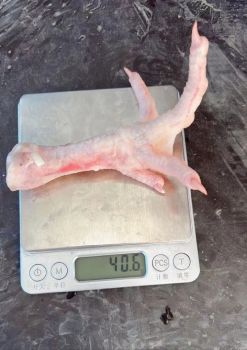 frozen chicken Grade A+ - brazil exports chicken - Brazil