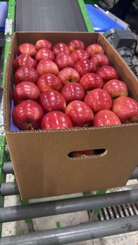 APPLE – product photo, Apple products found from trusted suppliers, wholesalers, manufacturers & exporters Listing