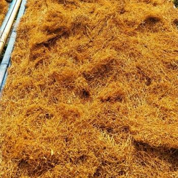 DRIED BENENG TARO LEAF Non Tobacco Yes Origin Asia, Indonesia Moisture Content ≤ 12% Material Dried Beneng Taro Leaf Purity 100% Natural Botanical Leaf - PT BALI TROPICAL FRESH INDONESIA - Indonesia