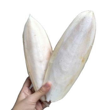 Natural Dried Cuttlefish Bone For Pet Competitive Price From Factory - TANIS IMPORT & EXPORT COMPANY LIMITED - Vietnam