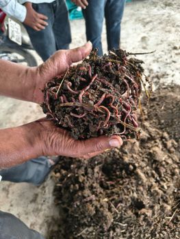 Organic fertilizer from MAASH Organic Products Organic fertilizer - MAASH Organic Products - India