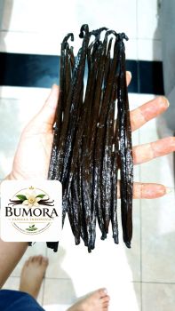 Vanilla Bean Planifolia Java Indonesia - Bumora Vanilla - Indonesia