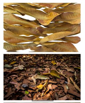 Mango leaves - Shaz Enterprises - India