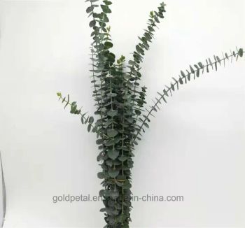 Wholsales Fresh Cut Leaves Eucalyptus Baby Blue Feature Fresh Model NO. 445 Origin Kunming Type Eucalyptus Style - Kunming Gold Petal Co., Ltd. - China